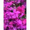 Phlox subulata 'Mc Daniel's Cushion' - plamenka šídlovitá