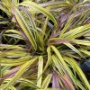 HAKONECHLOA macra 'Mulled Wine' - rákosovka / rákosník japonský