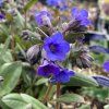 Pulmonaria 'Blue Ensign' - Plicník