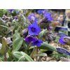 Pulmonaria 'Blue Ensign' - Plicník