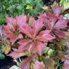 Rodgersia podophylla 'Braunlaub' - rodgersie