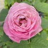 Rosa 'Pink Peace' - růže VELKOKVĚTÁ