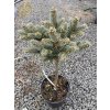Picea pungens 'Blue Ball' kmínek - smrk pichlavý