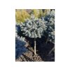 Picea pungens 'Blue Ball' kmínek - smrk pichlavý