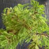 Taxodium distichum 'Wooster Broom' - tisovec dvouřadý