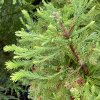 Taxodium distichum 'Wooster Broom' - tisovec dvouřadý