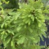 Taxodium distichum 'Jim´s Little Guy' - tisovec dvouřadý