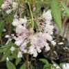 Staphylea colchica 'Rosea'