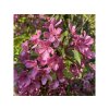 Malus 'Prairie Fire' vícekmen - jabloň okrasná