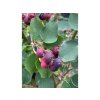 Amelanchier alnifolia 'Smoky' vícekmen - muchovník