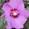 Hibiscus syriacus 'Eruption' - ibišek venkovní/syrský