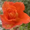 Rosa oranžová na kmínku - růže