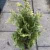 Chamaecyparis lawsoniana 'Hohenmoor' - cypříšek lawsonův