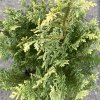 Chamaecyparis lawsoniana 'Hohenmoor' - cypříšek lawsonův