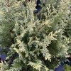 Chamaecyparis lawsoniana 'Hohenmoor' - cypříšek lawsonův