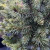 Picea obovata 'Mini Almaty' - smrk sibiřský
