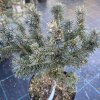 Picea obovata 'Mini Almaty' - smrk sibiřský