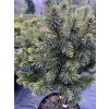 Picea obovata 'Mini Almaty' - smrk sibiřský