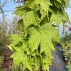 Acer saccharum 'Milanes Dwarf' - javor cukrový