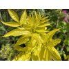 Fraxinus chinensis 'Emma’s Gold' - jasan