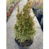 Thuja occidentalis 'Maks' - zerav západní