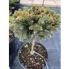Picea abies 'Slanice WB' - smrk ztepilý