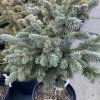 Picea engelmanii 'Cenigea' - smrk engelmanův