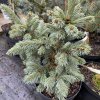 Picea engelmanii 'Cenigea' - smrk engelmanův