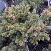 Picea abies 'Laval' - smrk ztepilý