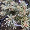 Picea asperata 'Jeff Philips' - smrk ztepilý