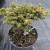 Picea abies 'Filcmen WB' - smrk ztepilý