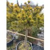 Pinus mugo 'Laarheide' kmínek - borovice kleč