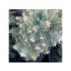 Abies lasiocarpa 'Alpin Beauty' kmínek - jedle plstnatoplodá