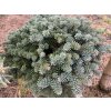 Abies pinsapo 'WB1' kmínek - jedle španělská