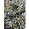 Picea omorika 'Parsfeld' kmínek - smrk Pančičův