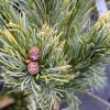 Pinus parviflora 'Dr. Landis' - borovice drobnokvětá