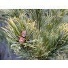 Pinus parviflora 'Dr. Landis' - borovice drobnokvětá