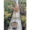 Larix laricina 'Blue Sparkler' kmínek - modřín západoamerický