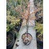 Larix laricina 'Blue Sparkler' kmínek - modřín západoamerický