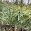 Larix kaempferi 'Blue Dwarf' kminek - modřín japonský