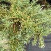 Larix kaempferii 'Madurodam' - modřín japonský