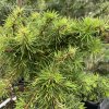 Larix kaempferi 'Cruwis Morchard Nerost Jopa' - modřín japonský