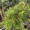 Larix kaempferi 'Cruwis Morchard Nerost Jopa' - modřín japonský