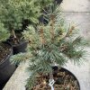 Picea smithiana 'Hymalayan Hexe' - smrk indický