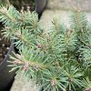 Pseudotsuga menziesii 'North Star' kmínek- douglaska tisolistá
