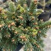 Picea abies 'Chmelda' kmínek - smrk ztepilý
