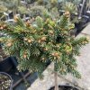 Picea abies 'Chmelda' kmínek - smrk ztepilý