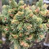 Picea abies 'Kostelec WB' kmínek - smrk ztepilý