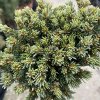 Picea abies 'Girards Monstrosa Broom' - smrk ztepilý