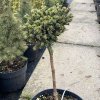 Picea abies 'Girards Monstrosa Broom' - smrk ztepilý